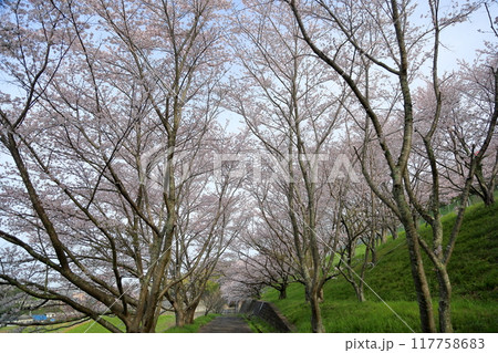 桜の花 満開 染井吉野 桜の花 満開 染井吉野 117758683