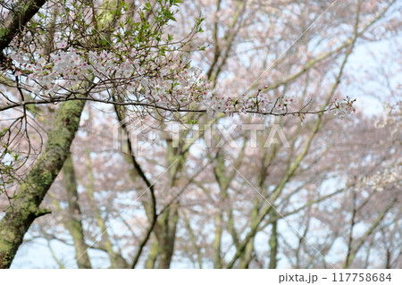 桜の花　満開　染井吉野 117758684