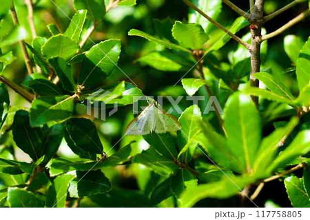 マエアカスカシノメイガ 117758805