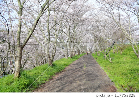 桜の花 満開 染井吉野 桜の花 満開 染井吉野 117758829
