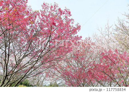 桜の花　満開　陽光 117758834