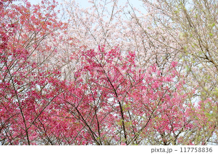 桜の花 満開 陽光 桜の花 満開 陽光 117758836