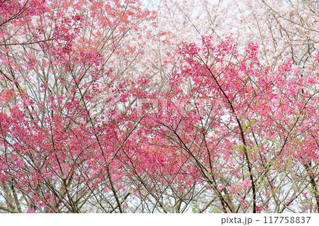 桜の花 満開 陽光 桜の花 満開 陽光 117758837