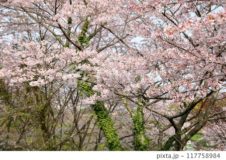 桜の花　満開　染井吉野 117758984