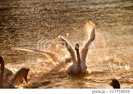 大池の白鳥 117759059