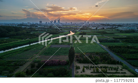 空撮「埼玉県」見沼田んぼに佇むポプラの木　見沼田んぼ 117759201