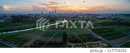 空撮「埼玉県」見沼田んぼに佇むポプラの木　見沼田んぼ 117759202