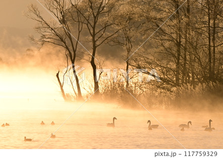 猪苗代湖の白鳥 猪苗代湖の白鳥 117759329