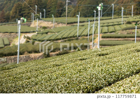 広大な茶畑 117759871