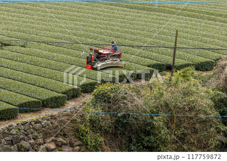 茶畑の中の赤いトラクター 茶畑の中の赤いトラクター 117759872
