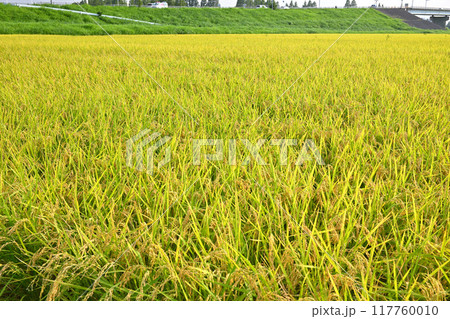 たわわな黄金色の稲穂 収穫を待つ田圃 さいたま市 たわわな黄金色の稲穂 収穫を待つ田圃 さいたま市 117760010