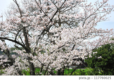 佐布里池の桜 佐布里池の桜 117760025