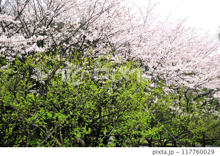 佐布里池の桜 佐布里池の桜 117760029