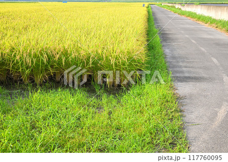 たわわな黄金色の稲穂　収穫を待つ田圃　さいたま市　　　 117760095