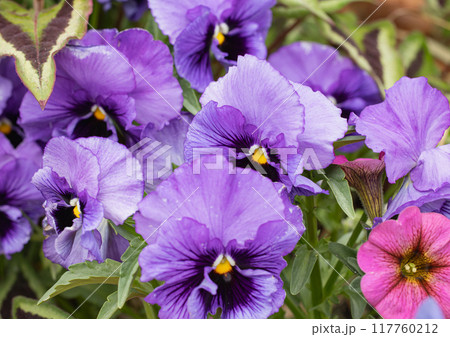 横浜公園のパンジー 117760212