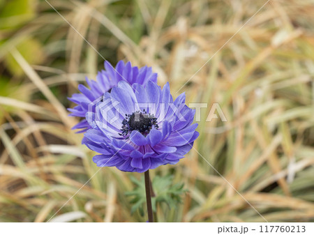 横浜公園のアネモネ 117760213