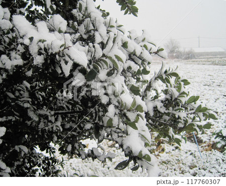 木の枝に降り積もった雪 木の枝に降り積もった雪 117760307