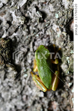 アマガエル アマガエル 117760320