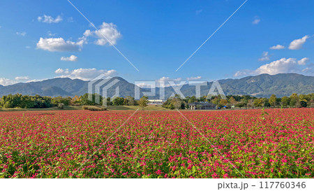 佐賀・吉野ヶ里歴史公園 赤いソバの花 佐賀・吉野ヶ里歴史公園 赤いソバの花 117760346