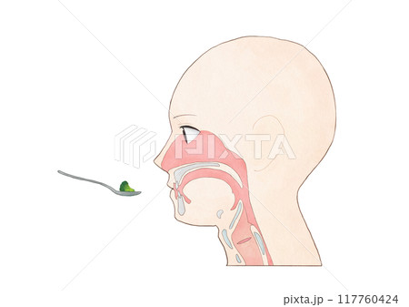 消化器の解剖生理 摂食嚥下の5期モデル 先行期 消化器の解剖生理 摂食嚥下の5期モデル 先行期 117760424