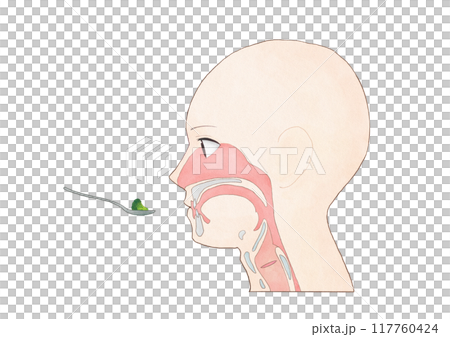 消化器の解剖生理 摂食嚥下の5期モデル 先行期 消化器の解剖生理 摂食嚥下の5期モデル 先行期 117760424