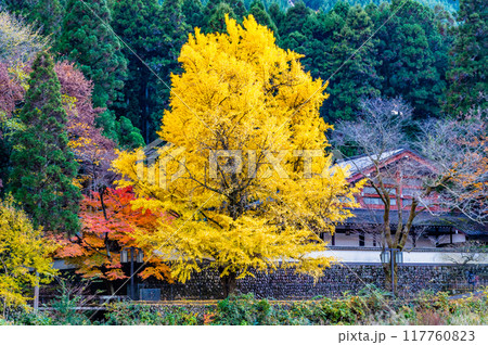 東京 紅葉に染まる御岳渓谷 ~玉堂美術館前の大銀杏~ 東京 紅葉に染まる御岳渓谷 ~玉堂美術館前の大銀杏~ 117760823