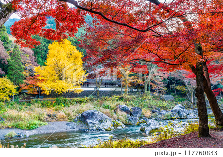 東京 紅葉に染まる御岳渓谷 ~玉堂美術館付近~ 東京 紅葉に染まる御岳渓谷 ~玉堂美術館付近~ 117760833