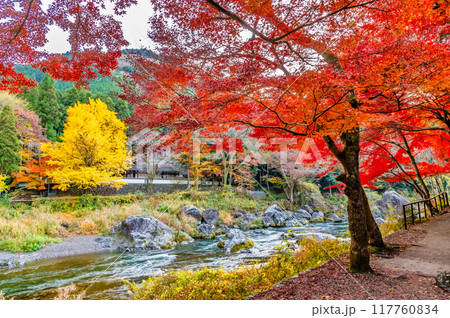 東京 紅葉に染まる御岳渓谷 ~玉堂美術館付近~ 東京 紅葉に染まる御岳渓谷 ~玉堂美術館付近~ 117760834