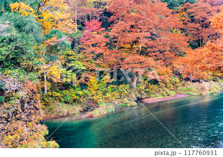東京 紅葉に染まる御岳渓谷 東京 紅葉に染まる御岳渓谷 117760931