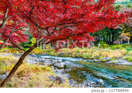 東京 紅葉に染まる御岳渓谷 東京 紅葉に染まる御岳渓谷 117760940