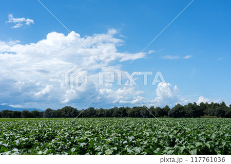大中干拓地に広がる大豆畑と夏の空のコピースペース 大中干拓地に広がる大豆畑と夏の空のコピースペース 117761036