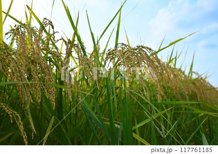 たわわな黄金色の稲穂　収穫を待つ田圃　さいたま市　　　 117761185