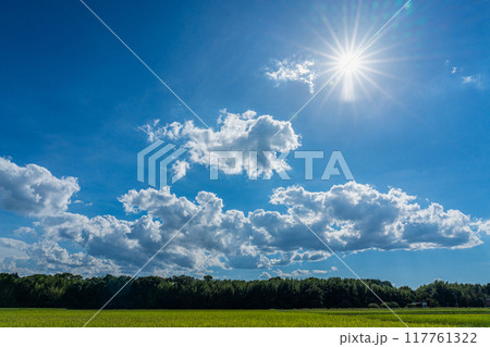 夏の空と水田 117761322