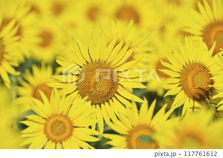 一面に咲く真夏のひまわり畑 117761612