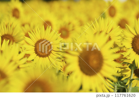 一面に咲く真夏のひまわり畑 117761620