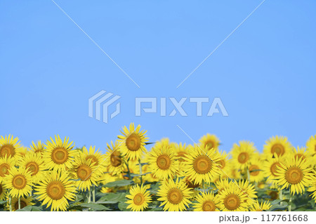 真夏のひまわり畑 117761668