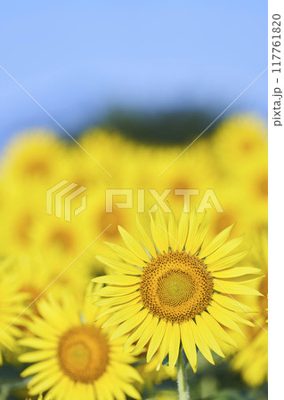 真夏のひまわり畑 117761820