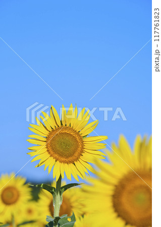 真夏のひまわり畑 117761823