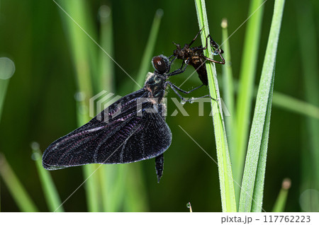 羽化した直後のチョウトンボ 羽化した直後のチョウトンボ 117762223