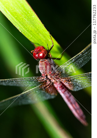 ショウジョウトンボ　オス 117762233