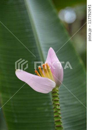 ムサ・ロサケアの花 117762641
