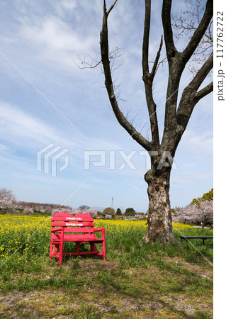 菜の花畑とピンクのベンチ 菜の花畑とピンクのベンチ 117762722