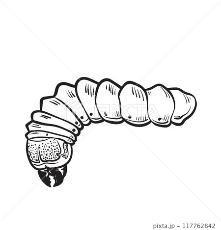Sketched of caterpillar 117762842