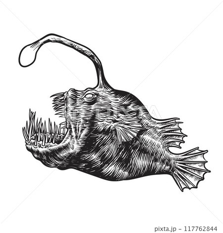 Angler fish isolated vector illustration. 117762844