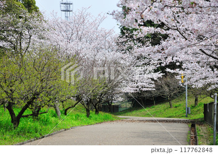 佐布里池の桜 117762848