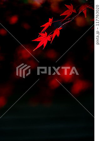 暗い背景に浮かび上がる妖艶なモミジ 117763020