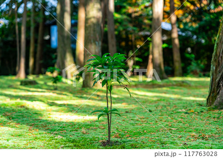【奈良県】苔の絨毯が美しい唐招提寺 117763028