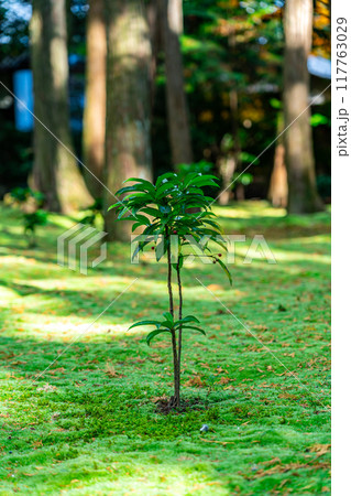 【奈良県】苔の絨毯が美しい唐招提寺 117763029