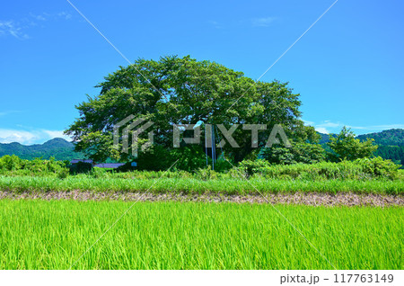ガラボウ山古墳 中能登町 ガラボウ山古墳 中能登町 117763149
