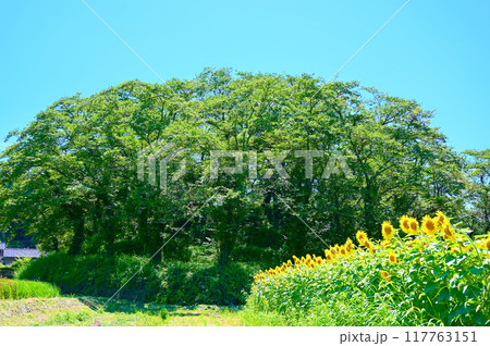 鍋山古墳　夏　ひまわり　中能登町 117763151
